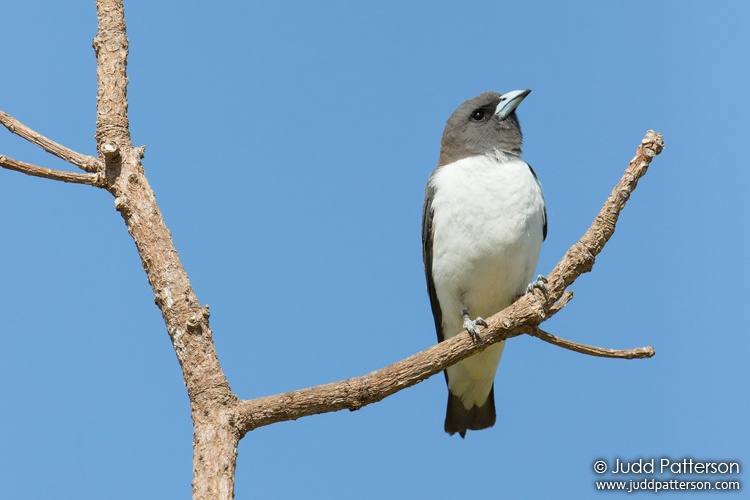 White-breasted Woodswallow, Cairns Esplanade, Cairns, Queensland, Australia